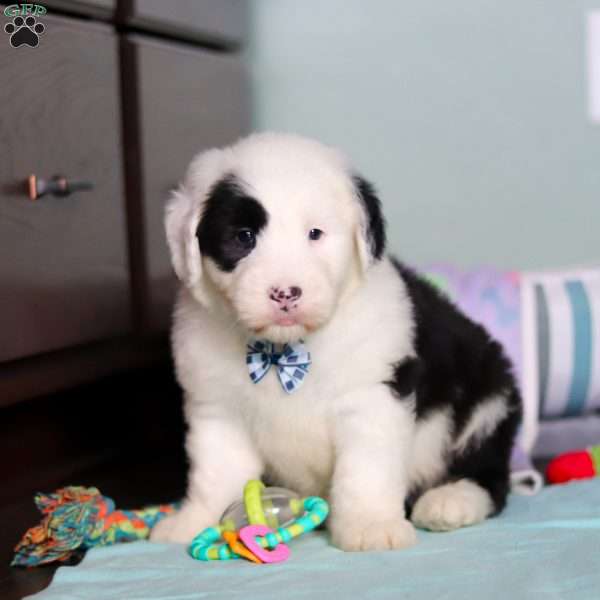 Ollie, Old English Sheepdog Puppy